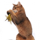 ���߷� Ĺ���� 2�� ���ô� ťƼ�� ����