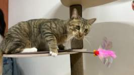 Ʈ īī սƽ ݺؾ ̿ ı