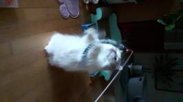 ����Ÿ�� ���� 3�� ��ũ���� ���ô� ���󷣴� �̿� �ı�