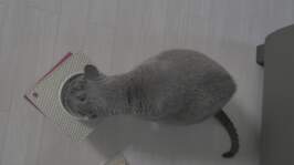 �ҽ��ǽ�Ʈ ȭ��Ʈ�� ���� ĵ 85g �̿� �ı�