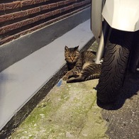 �ƽ��� ��ù̿� Ĺ��ƽ ���ٶ��� 20g �̿� �ı�