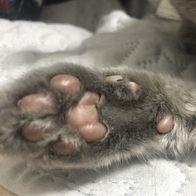 ���� ���Ǫ�� �߰����� 22g x 30�� �̿� �ı�