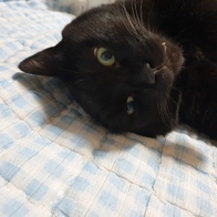 ���� ī����� �������ν� 3g �̿� �ı�