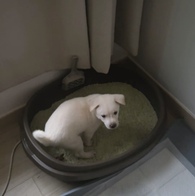 κζĹ ڳ  2.6kg (7L) ̿ ı