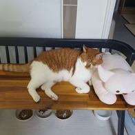 ���� ���Ǫ�� �߰����� 22g �̿� �ı�