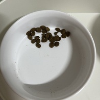 ������ �����̻�� 6 �Ľ� �ǽ� Ĺ 340g �̿� �ı�