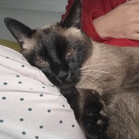 ξĳ ̻ 4kg 3.5kg Űư ε 7+ Ʈ  Ʈ Ʈ ̺Ĺ ʸ  丣þ  ̿ ı