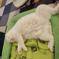 �̳��� í�� �򸣺��� ��ġ 12g 3���� �̿� �ı�