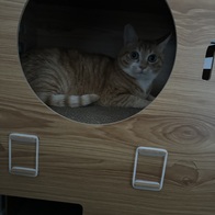 Ǿ Ĺ CAT ǰ  ġ 15g 4 ̿ ı