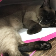 ̾ Ĺ丮 ĵ ġ& 80g ̿ ı