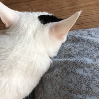 ̾ Ĺ丮 ĵ ġ& 80g ̿ ı