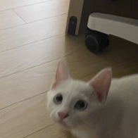 Ʈ īī սƽ ݺؾ ̿ ı