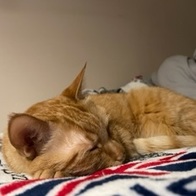 Ʈ īī սƽ ݺؾ ̿ ı