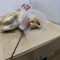 Ʈ īī սƽ ݺؾ ̿ ı