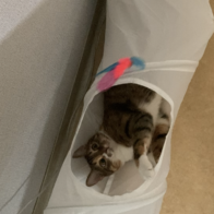 Ʈ īī սƽ ݺؾ ̿ ı