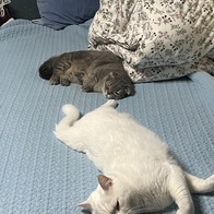 Ʈ īī սƽ ݺؾ ̿ ı