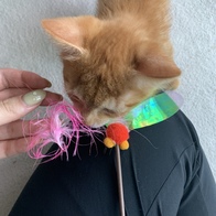 Ʈ īī սƽ ݺؾ ̿ ı