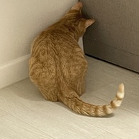 Ʈ īī սƽ ݺؾ ̿ ı