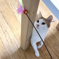 Ʈ īī սƽ ݺؾ ̿ ı