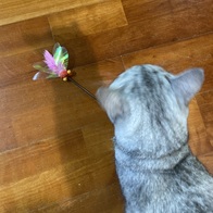 Ʈ īī սƽ ݺؾ ̿ ı