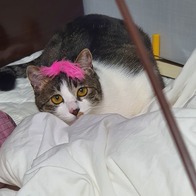 Ʈ īī սƽ ݺؾ ̿ ı