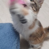 Ʈ īī սƽ ݺؾ ̿ ı