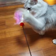 Ʈ īī սƽ ݺؾ ̿ ı