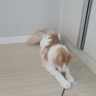 Ʈ īī սƽ ݺؾ ̿ ı