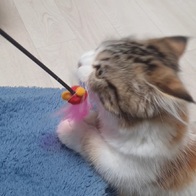 Ʈ īī սƽ ݺؾ ̿ ı