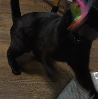 Ʈ īī սƽ ݺؾ ̿ ı