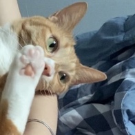 Ʈ īī սƽ ݺؾ ̿ ı