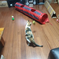 ���߷� Ĺ���� 2�� ���ô� ťƼ�� �̿� �ı�