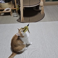 ���߷� Ĺ���� 2�� ���ô� ťƼ�� �̿� �ı�