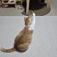 ���߷� Ĺ���� 2�� ���ô� ťƼ�� �̿� �ı�