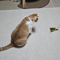 ���߷� Ĺ���� 2�� ���ô� ťƼ�� �̿� �ı�