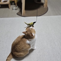 ���߷� Ĺ���� 2�� ���ô� ťƼ�� �̿� �ı�