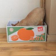 ɺڽ ũ  ̿ ı