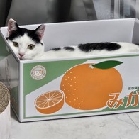 ɺڽ ũ  ̿ ı