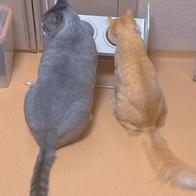 ���߷��߶��� Ĺ �����̻�� �ε��� ���Ķ� 6.81kg �̿� �ı�