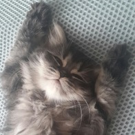 ���߷��߶��� Ĺ �����̻�� �ε��� ���Ķ� 6.81kg �̿� �ı�