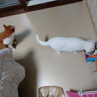 ���߷��߶��� Ĺ �����̻�� �ε��� ���Ķ� 6.81kg �̿� �ı�