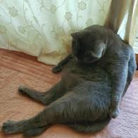 ���߷��߶��� Ĺ �����̻�� �ε��� ���Ķ� 6.81kg �̿� �ı�