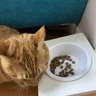 ���߷��߶��� Ĺ �����̻�� �ε��� ���Ķ� 6.81kg �̿� �ı�