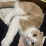 ���߷��߶��� Ĺ �����̻�� �ε��� ���Ķ� 6.81kg �̿� �ı�