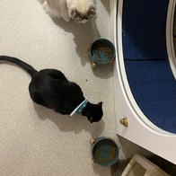 ���߷��߶��� Ĺ �����̻�� �ε��� ���Ķ� 6.81kg �̿� �ı�