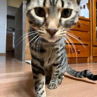 ���߷��߶��� Ĺ �����̻�� �ε��� ���Ķ� 6.81kg �̿� �ı�