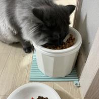 ���߷��߶��� Ĺ �����̻�� �ε��� ���Ķ� 6.81kg �̿� �ı�