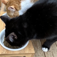 ���߷��߶��� Ĺ �����̻�� �ε��� ���Ķ� 6.81kg �̿� �ı�