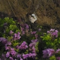 ̾ Ĺ丮 ĵ ġ& 80g ̿ ı