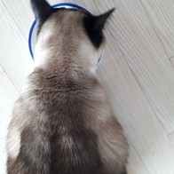 ̾ Ĺ丮 ĵ ġ& 80g ̿ ı